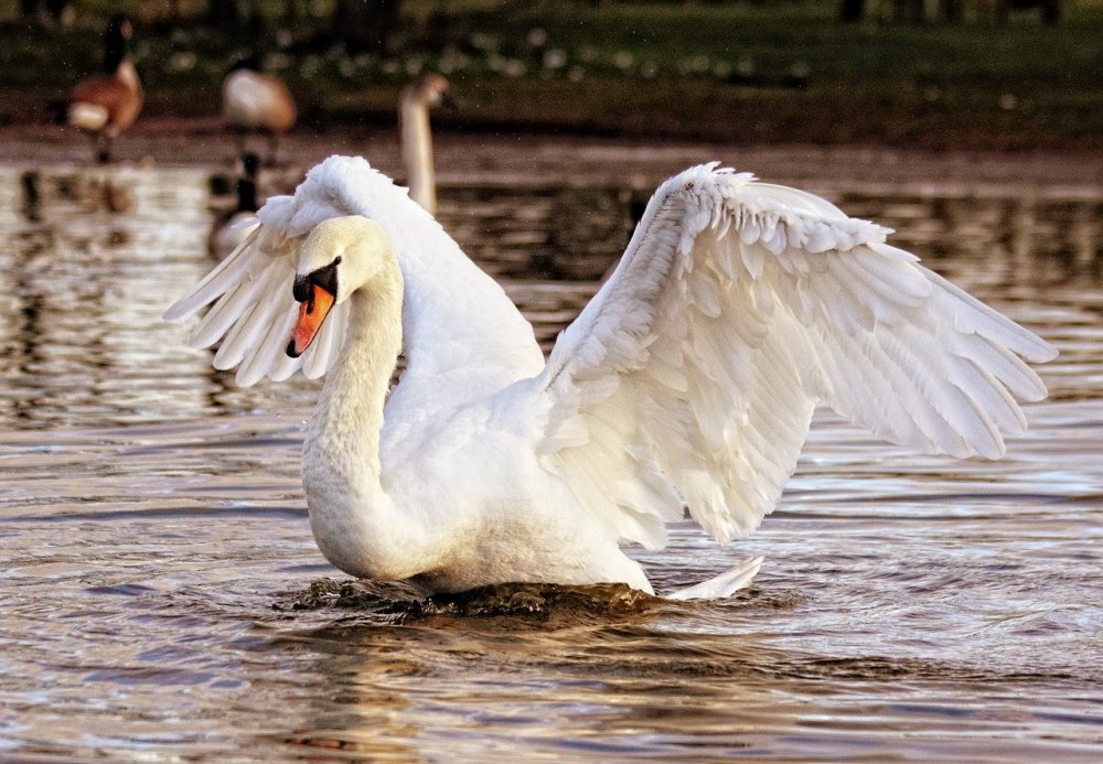 Семью лебедей жестко убили в Батайске на Соленом озере