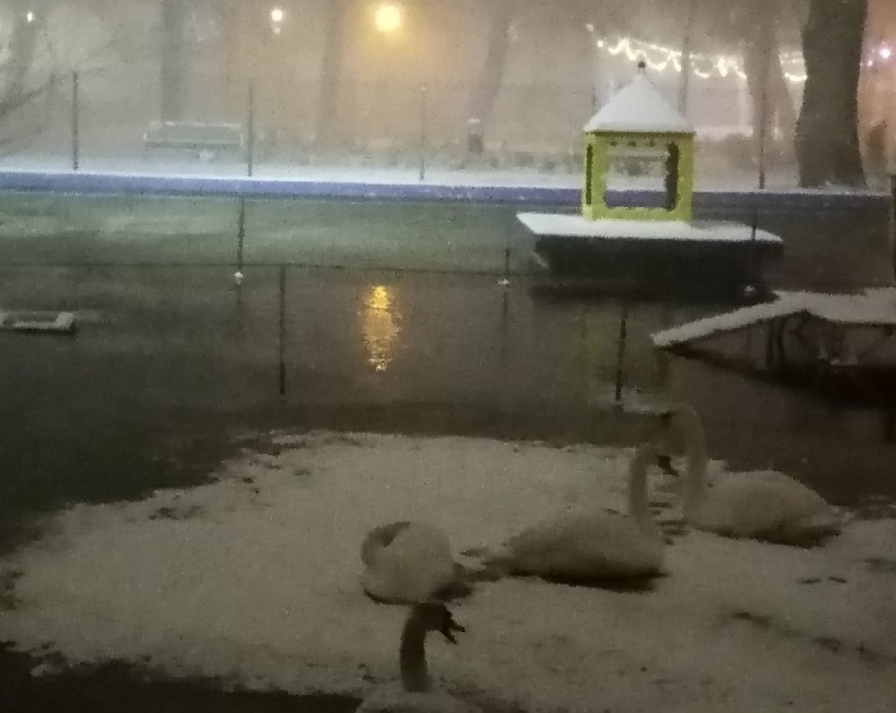 Ростовчане переживают о замерзающих лебедях в  парке Революции