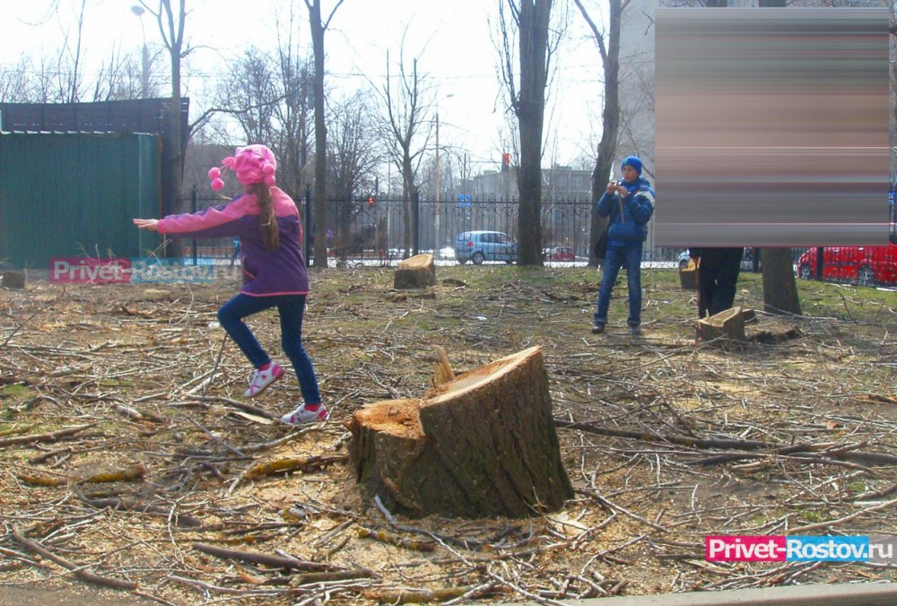 В Ростове предпринимателям разрешили рубить деревья и новые не сажать