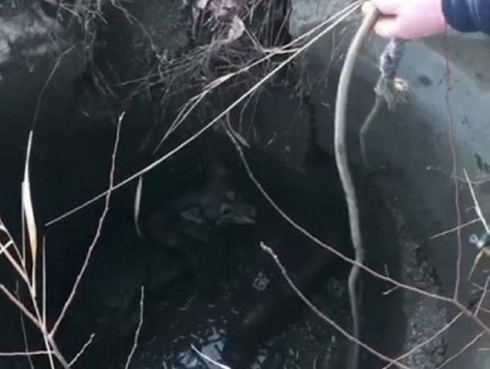 В Батайске спасли собаку после провала в люк