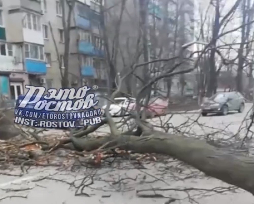 Дерево сдуло ветром в Ростове на Вересаева
