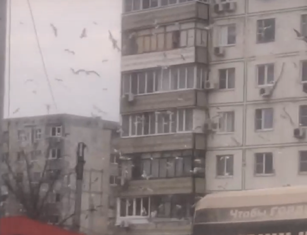 Жителей Ростова продолжают терроризировать голодные стаи чаек