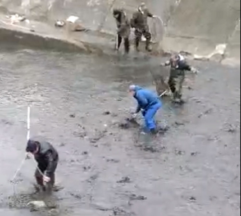 Ростовчане массово растаскивают рыбу из обмелевшего водохранилища на Северном