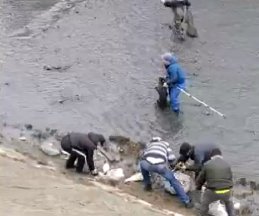 Ростовчан, собравших 350 кг рыбы в обмелевшем Северном водохранилище, оштрафовали и отобрали рыбу