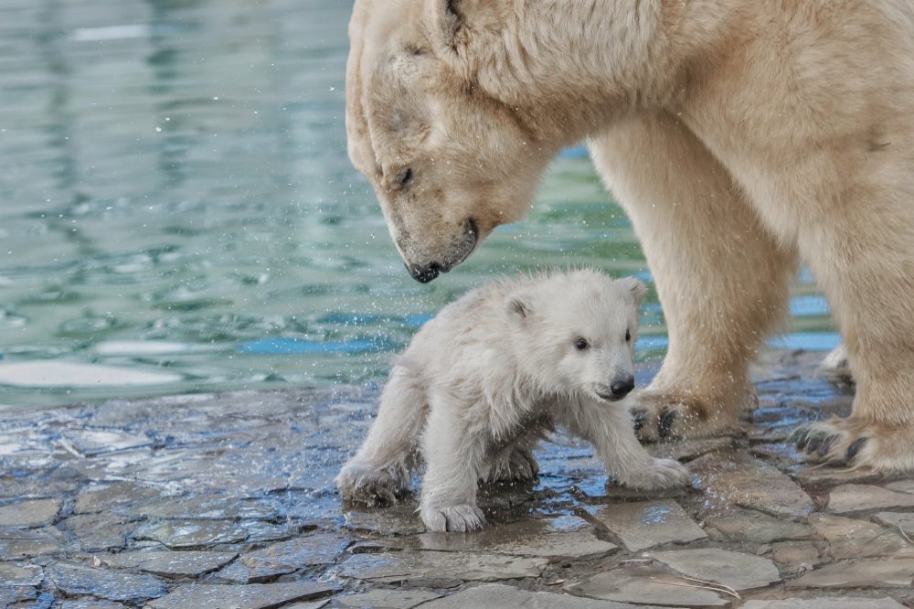 Уроки плавания дает малышу белая медведица в ростовском зоопарке