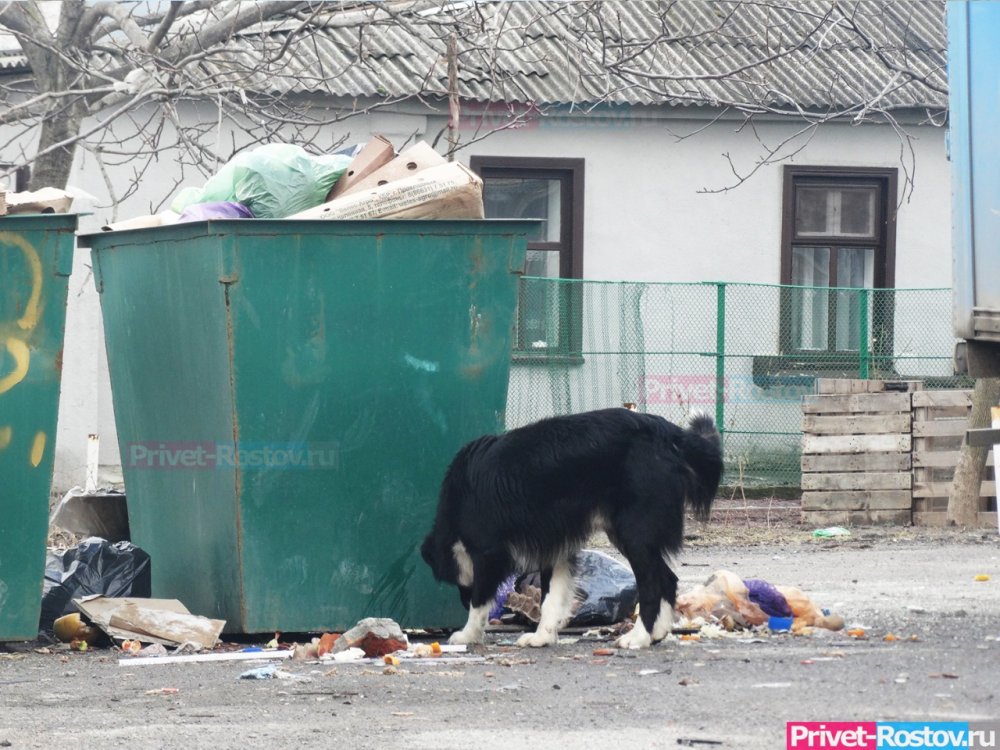Стало известно о провале мусорной реформы в Ростовской области