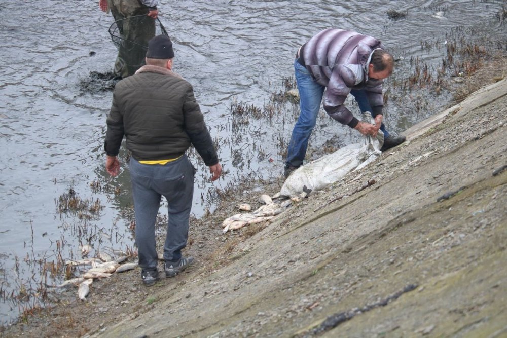 Ростовчан, массово растаскивающих рыбу из обмелевшего водохранилища на Северном, разогнала полиция