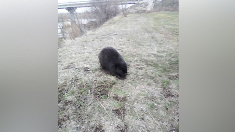 Огромный бобр напал на домашнюю собаку в Ростовской области