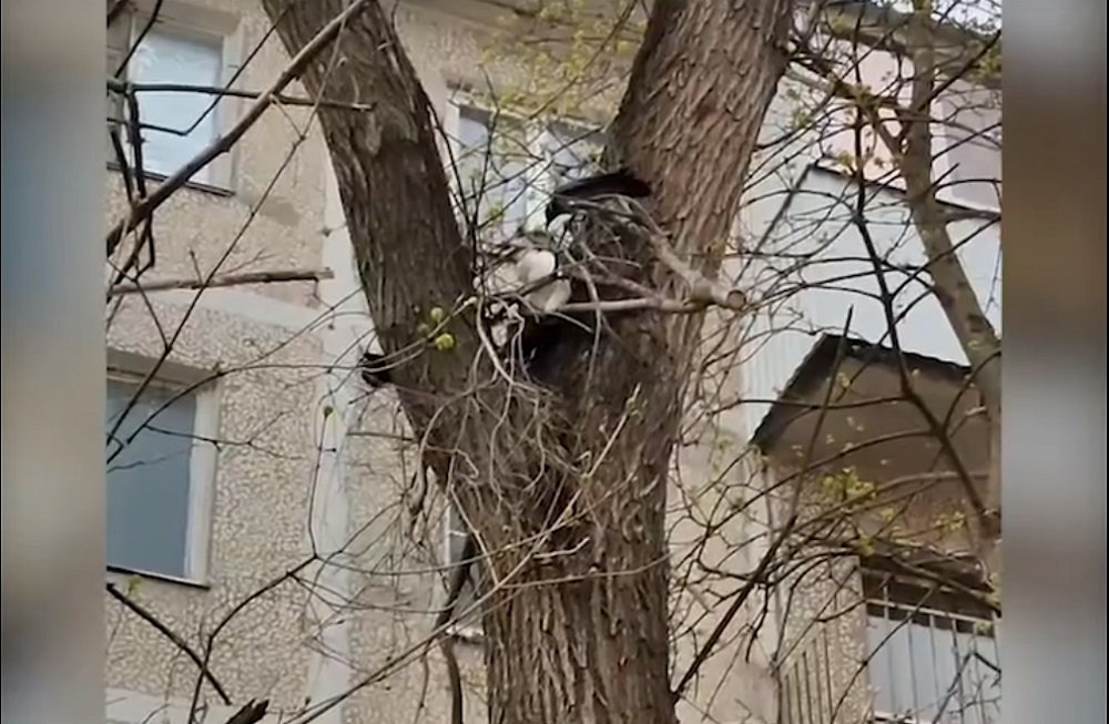 Застрявшему коту на дереве в Ростове пришлось отбиваться от агрессивных ворон