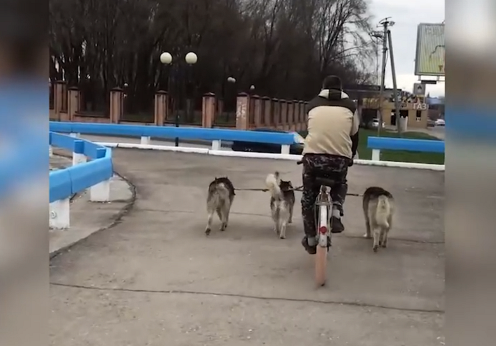 Ростовчане начали переходить на собачью тягу из-за постоянно дорожающего бензина