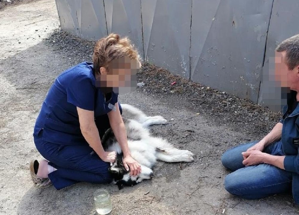 Собаку убили на 339-й Стрелковой дивизии в Ростове