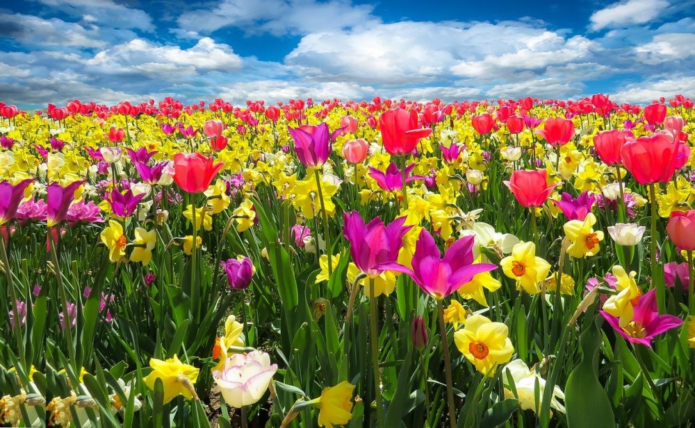Фестиваль цветения тюльпанов и ирисов пройдет в Ростовской области 24 и 25 апреля