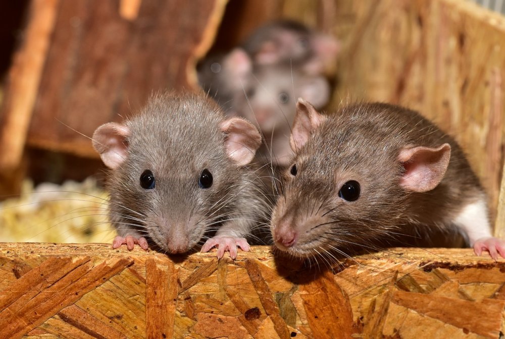 Страшные болезни предрекли ростовчанам, не уничтожающим крыс