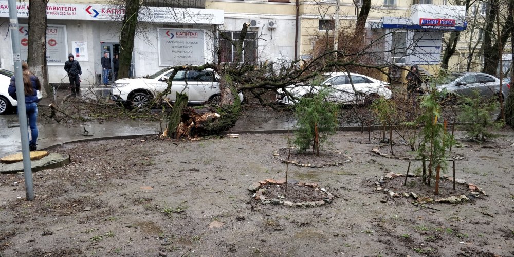 Два автомобиля в центре Ростова раздавило упавшее дерево