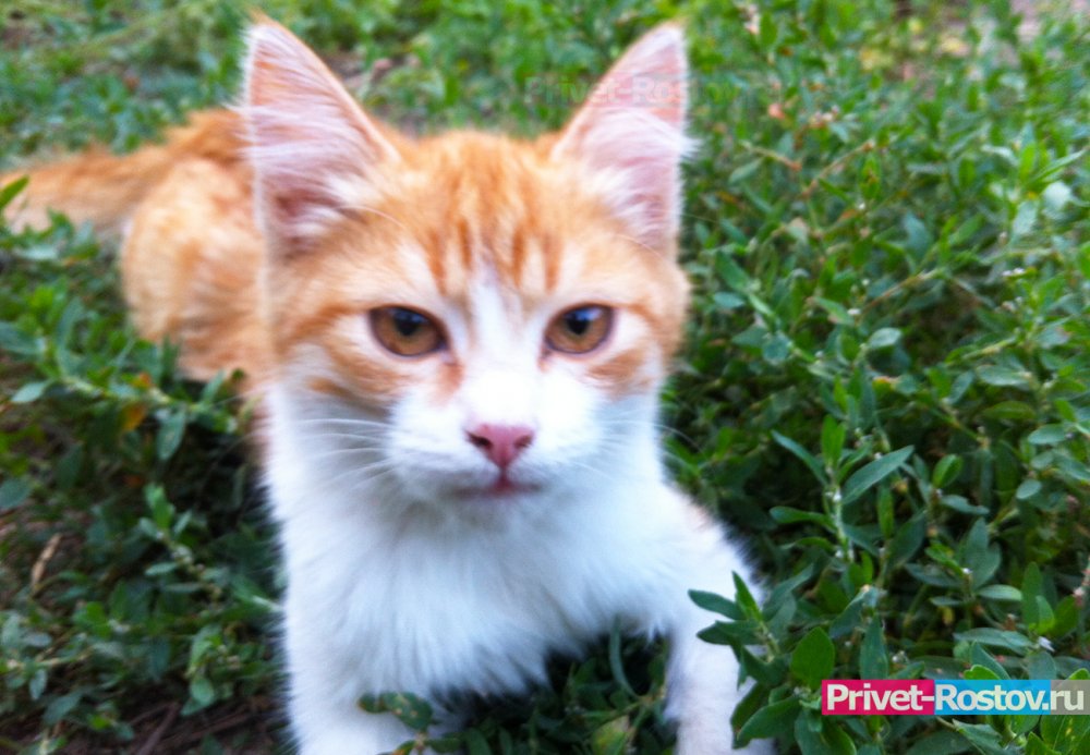 В Ростове кот проглотил иголку, его спасли ветеринары
