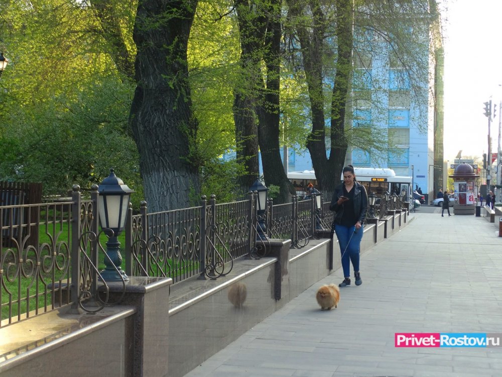 Новые запреты для владельцев кошек и собак задумали ввести в России