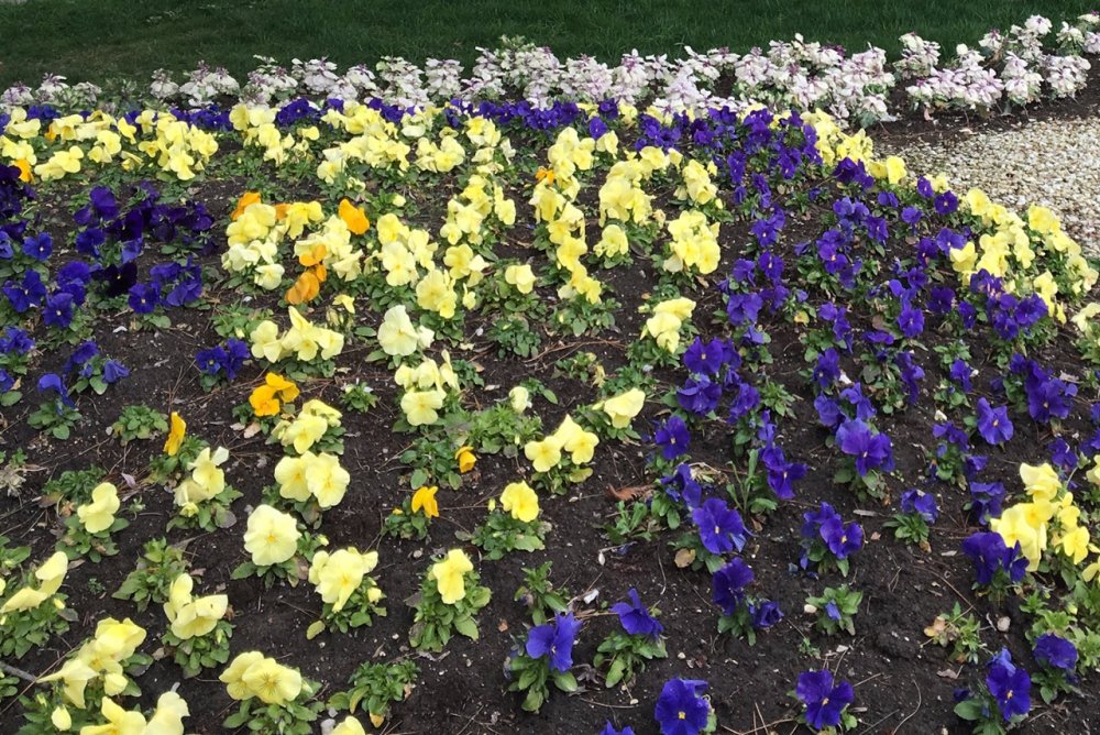 Почти миллион цветов появится в этом году на улицах Ростова-на-Дону