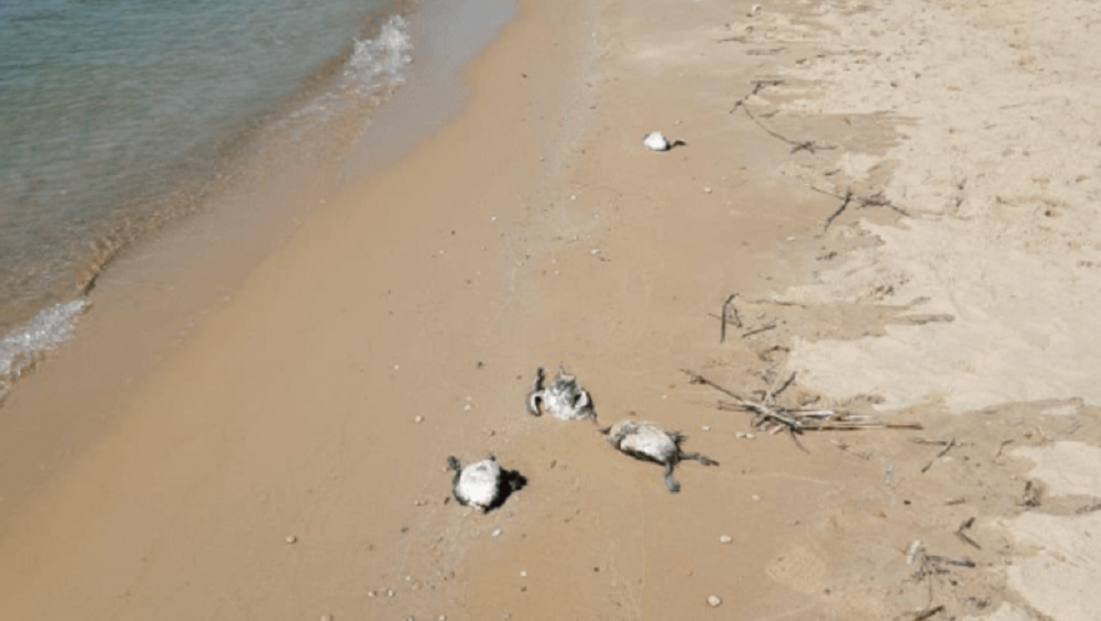Массовая гибель птиц произошла в Ростовской области на берегу Цимлянского водохранилища