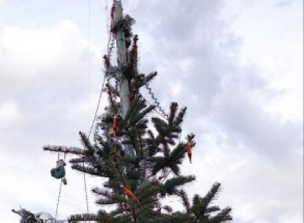 В Ростове-на-Дону нашли неубранную новогоднюю ель