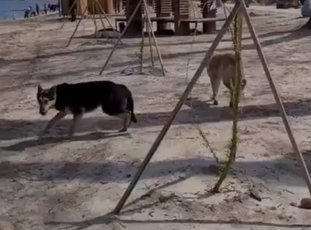 Полчища собак-мутантов нападают на ростовчан на Зеленом острове