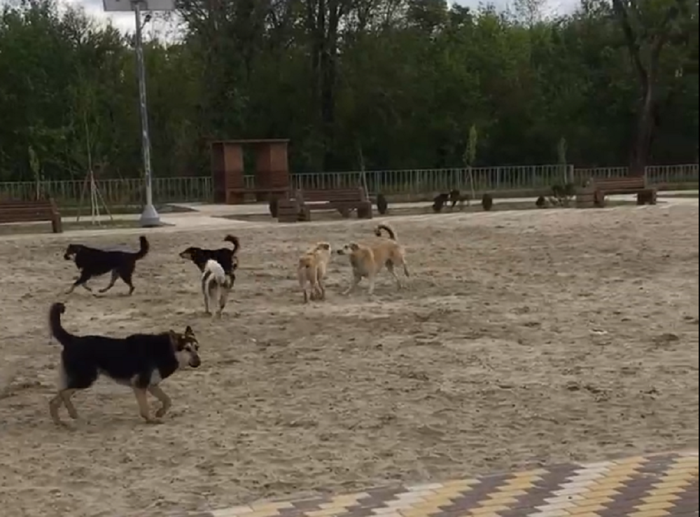 Зеленый остров в Ростове держит в страхе свора из 30 собак