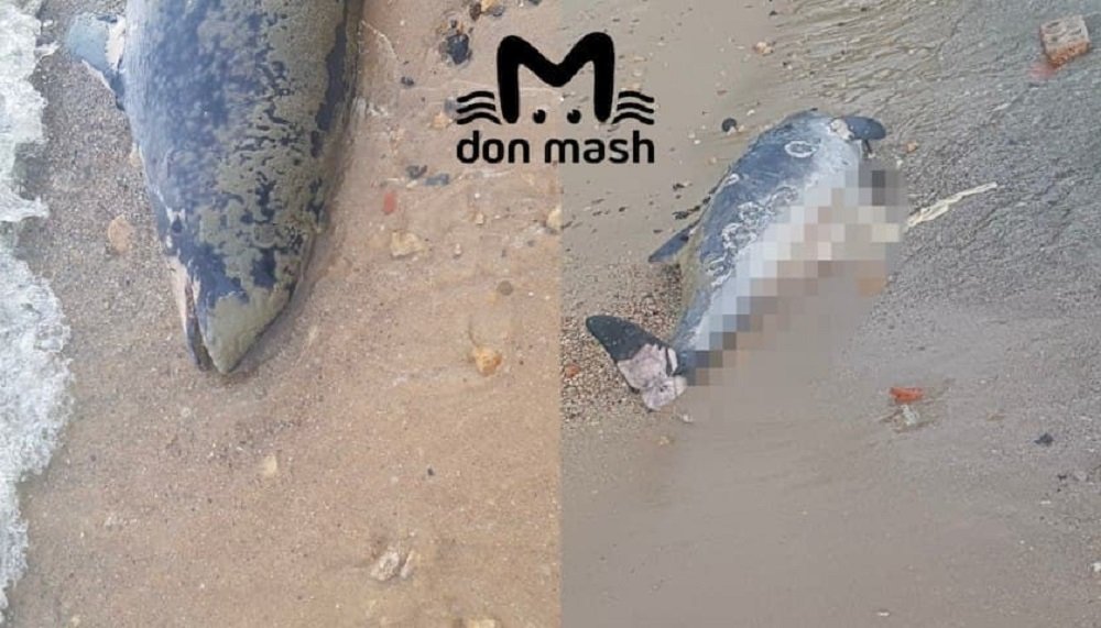 Мертвого дельфина выбросило на берег залива в Таганроге