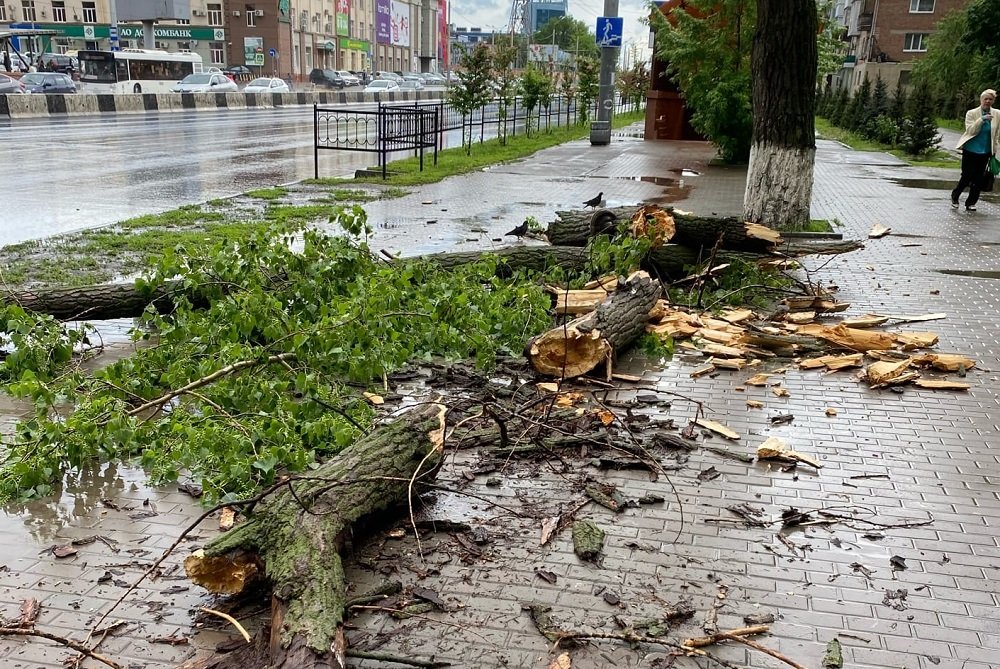 Сильный ветер свалил дерево в Ростове