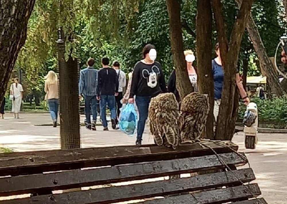 Ростовчан возмутила эксплуатация измученных птиц в парке Горького