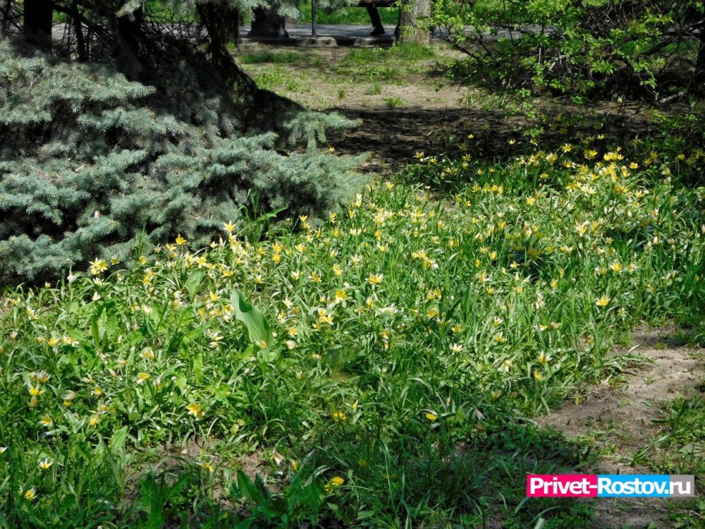 Вход на территорию Ботанического сада в Ростове-на-Дону стал платным