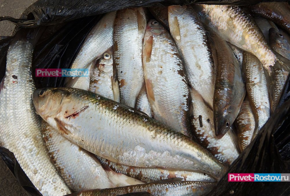 Стало известно почему в Ростовской области массово гибнет рыба