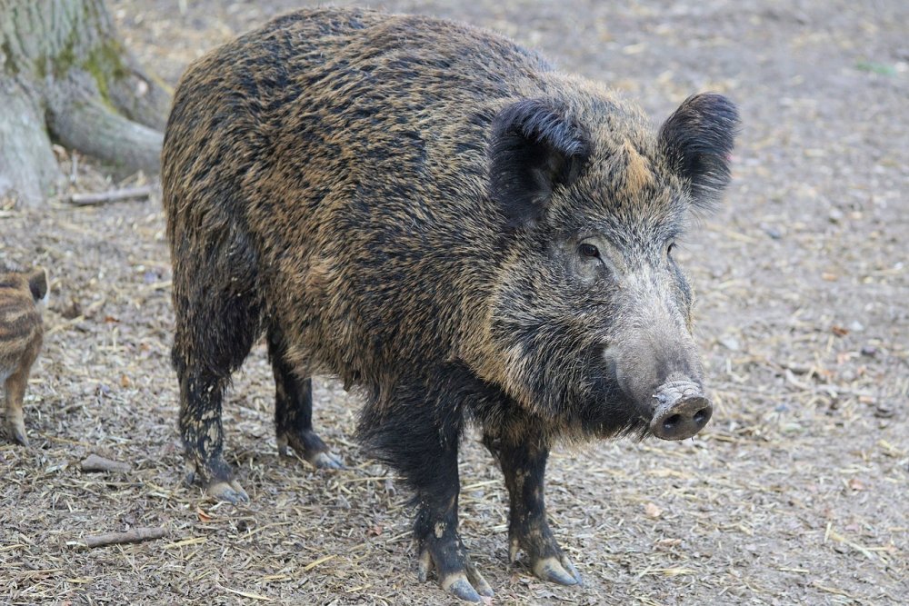 Из-за чумы свиней карантин введут на нескольких территориях Ростовской области