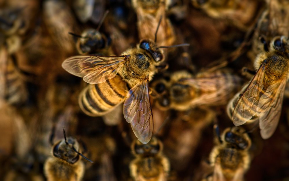 Пчел без документов задержали на границе Ростовской области и Украины
