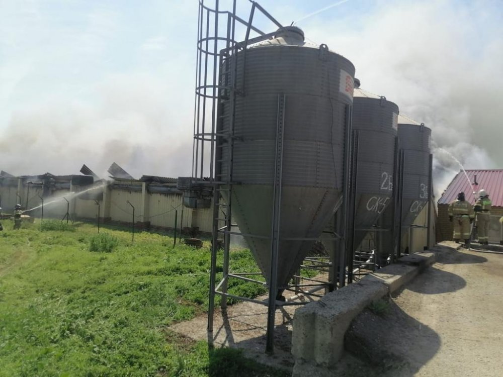 Почти 11 тыс поросят заживо сгорели при пожаре на ферме в Ростовской области