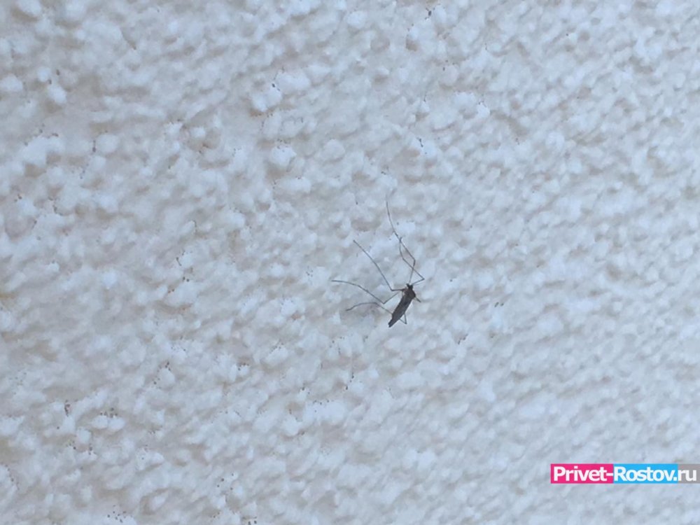 Массово убивать комаров передумали в Батайске