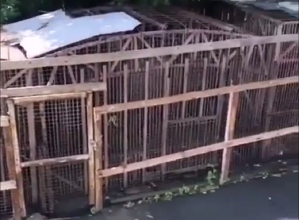 Ростовчане возмущены ужасными условиями содержания медведя в небольшом зоопарке