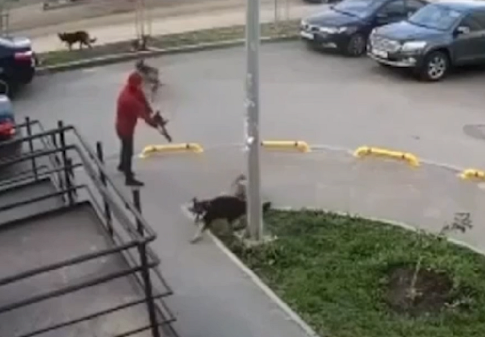Житель Ростова-на-Дону задержан за расстрел бездомных собак