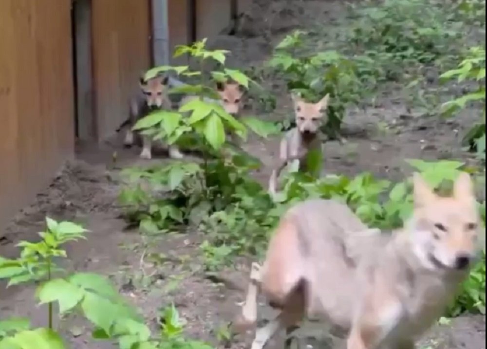 В ростовском зоопарке образовалась волчья стая