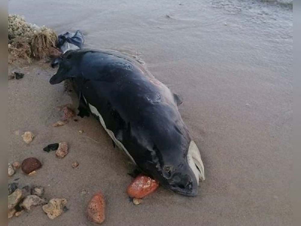 На побережье Таганрогского залива обнаружили искалеченный труп дельфина