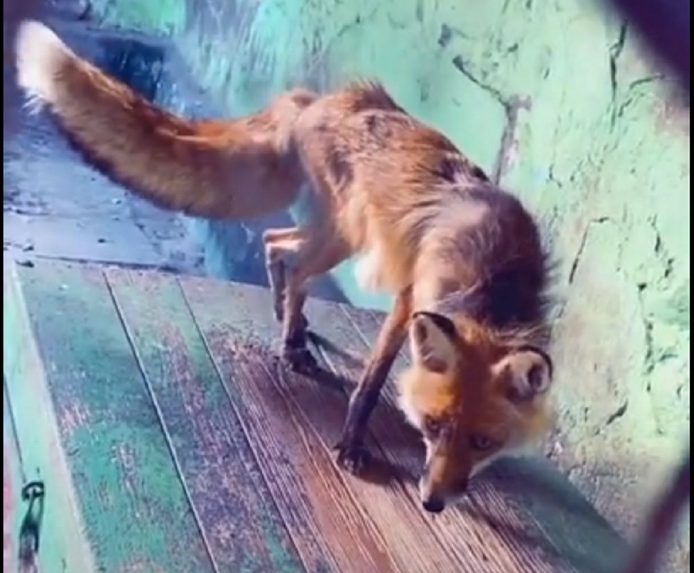 Жители Ростовской области сняли на видео жуткие условия содержания животных в зоопарке Белой Калитвы