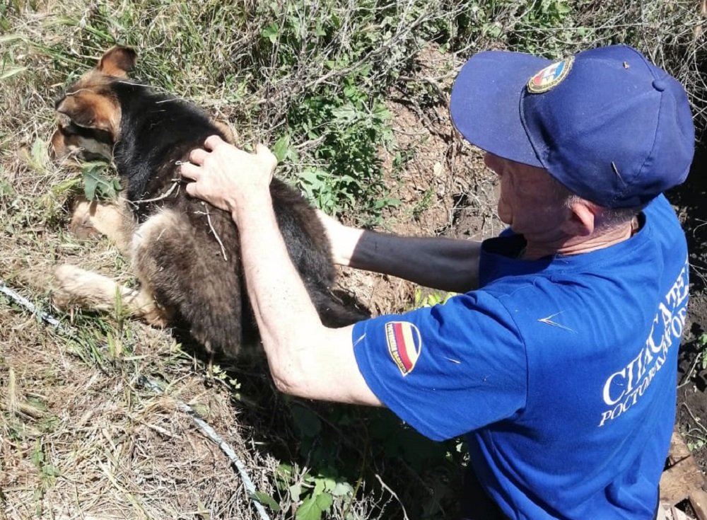В Ростовской области спасли пса, упавшего в колодец
