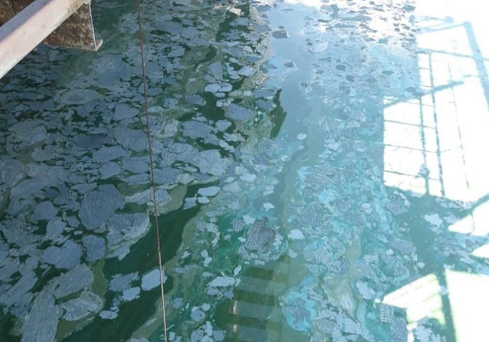 Вода в заливе сегодня. Таганрог вода. Таганрогский залив зеленая вода. Прозрачность воды в Таганрогском заливе. Цветение воды в Таганрогском заливе.