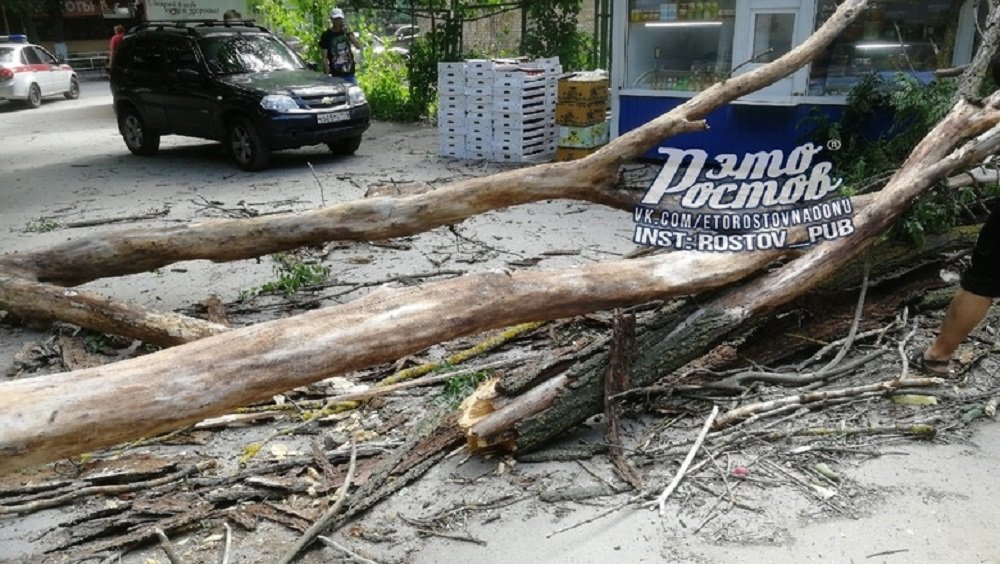 Ветер в Ростове-на-Дону повалил большие деревья на ларек и дороги