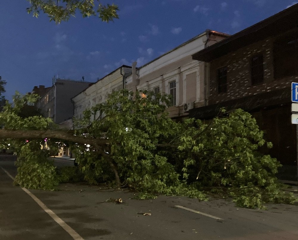 Огромное дерево упало посреди улицы в центре Ростова