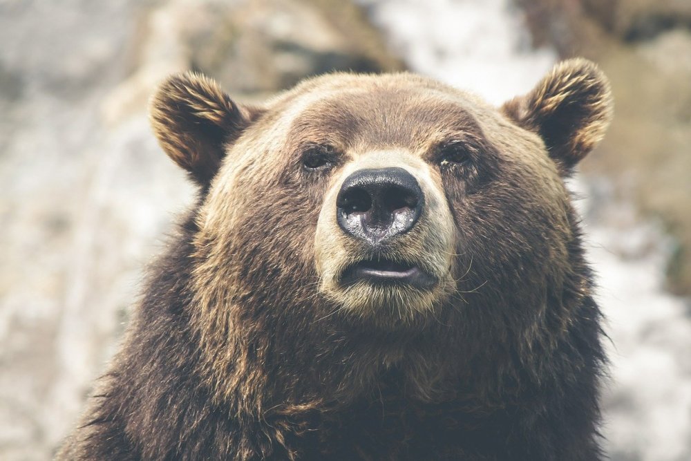Ростовчан возмутило издевательство над бурым медведем в частном зоопарке