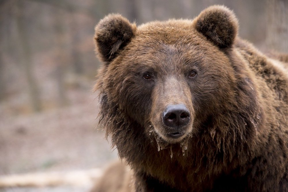 Условия содержания бурого медведя в зоопарке «Седьмое небо» в Ростове проверят инспекторы донского министерства природных ресурсов
