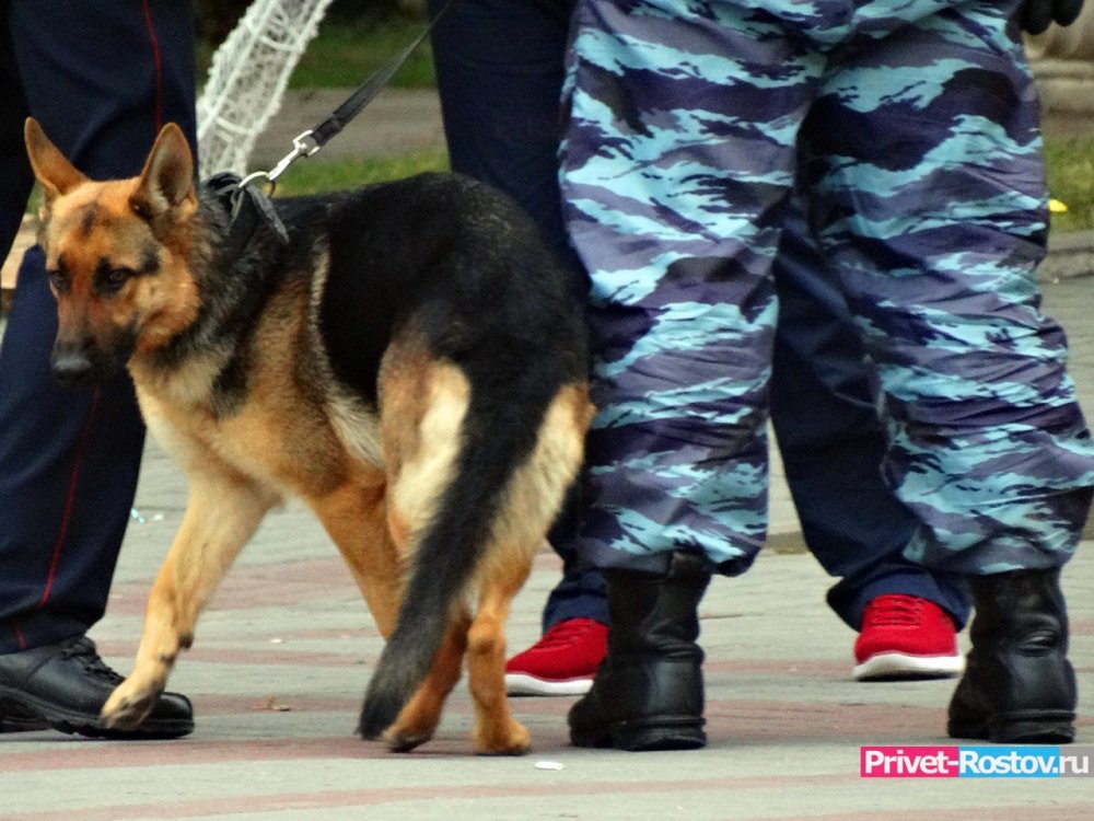 В мае 2021 года почти 50 бездомных животных отловили в Ростове-на-Дону