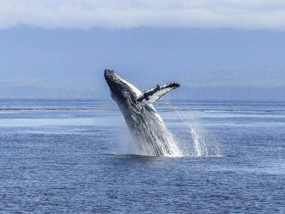 Житель США смог выбраться живым из пасти огромного горбатого кита