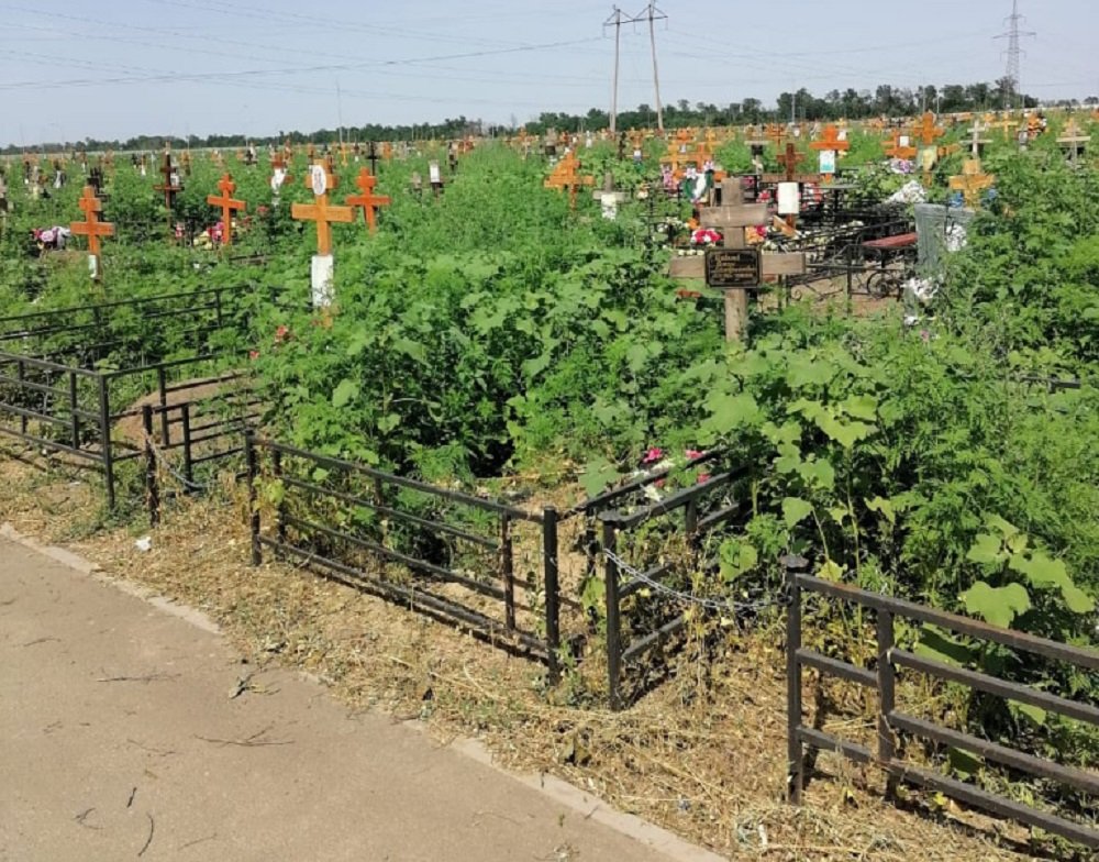 Коноплей активно зарастает новое кладбище Ростова-на-Дону в Мясниковском районе