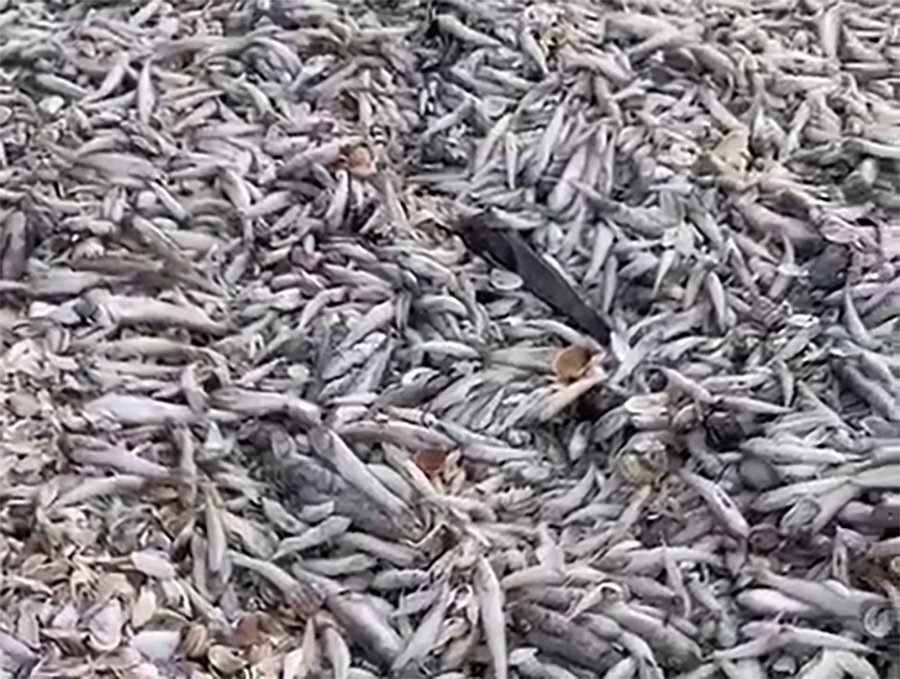 Установлена предварительная причина массовой гибели рыбы в Цимлянском водохранилище