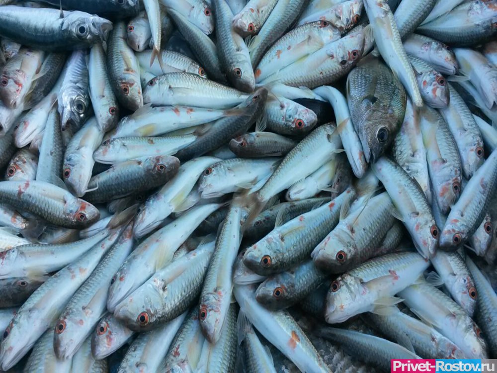 Гибель рыбы зафиксирована в Ростовской области